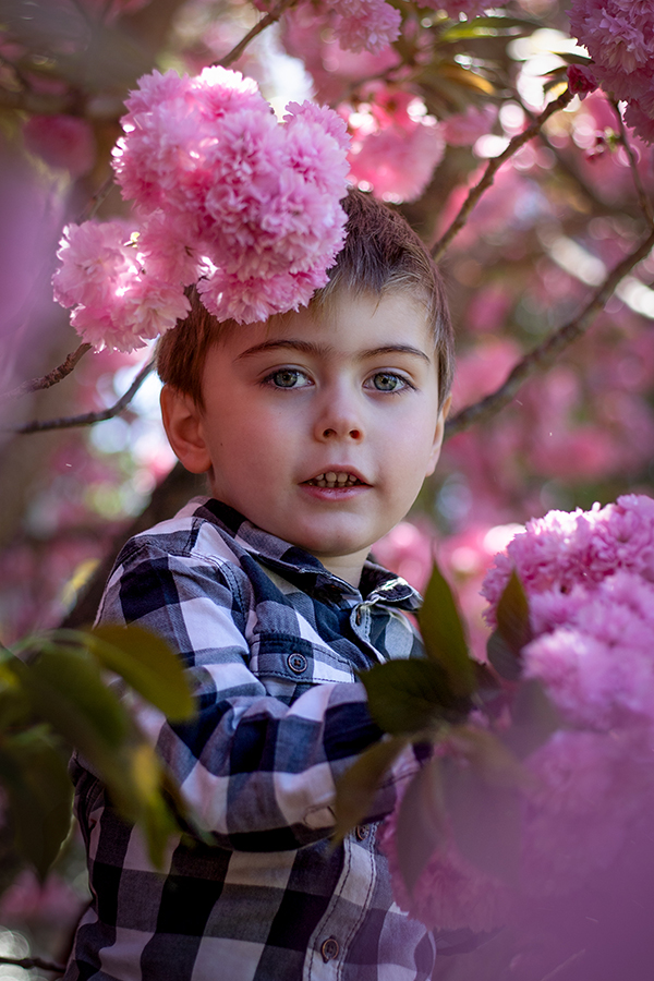 boy in tree filled with pink flowers